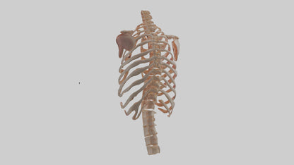 3D model Human Ribs Model VR / AR / low-poly