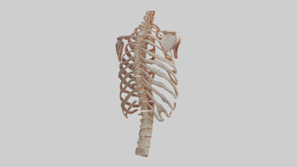 3D model Human Ribs Model VR / AR / low-poly