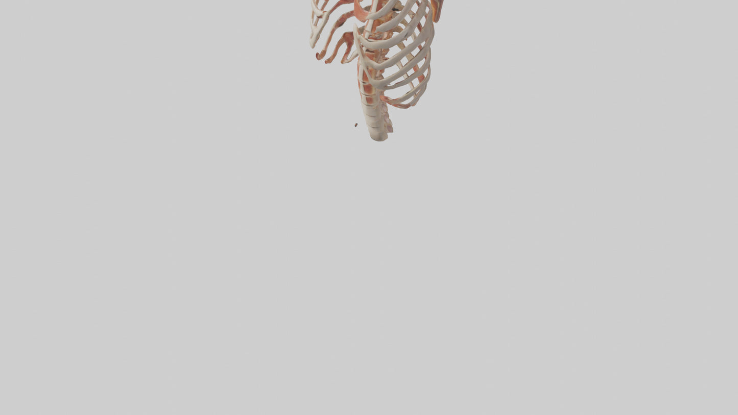 3D model Human Ribs Model VR / AR / low-poly