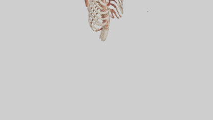 3D model Human Ribs Model VR / AR / low-poly