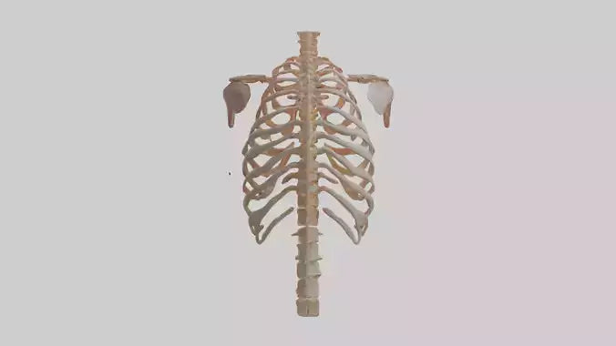 3D model Human Ribs Model VR / AR / low-poly