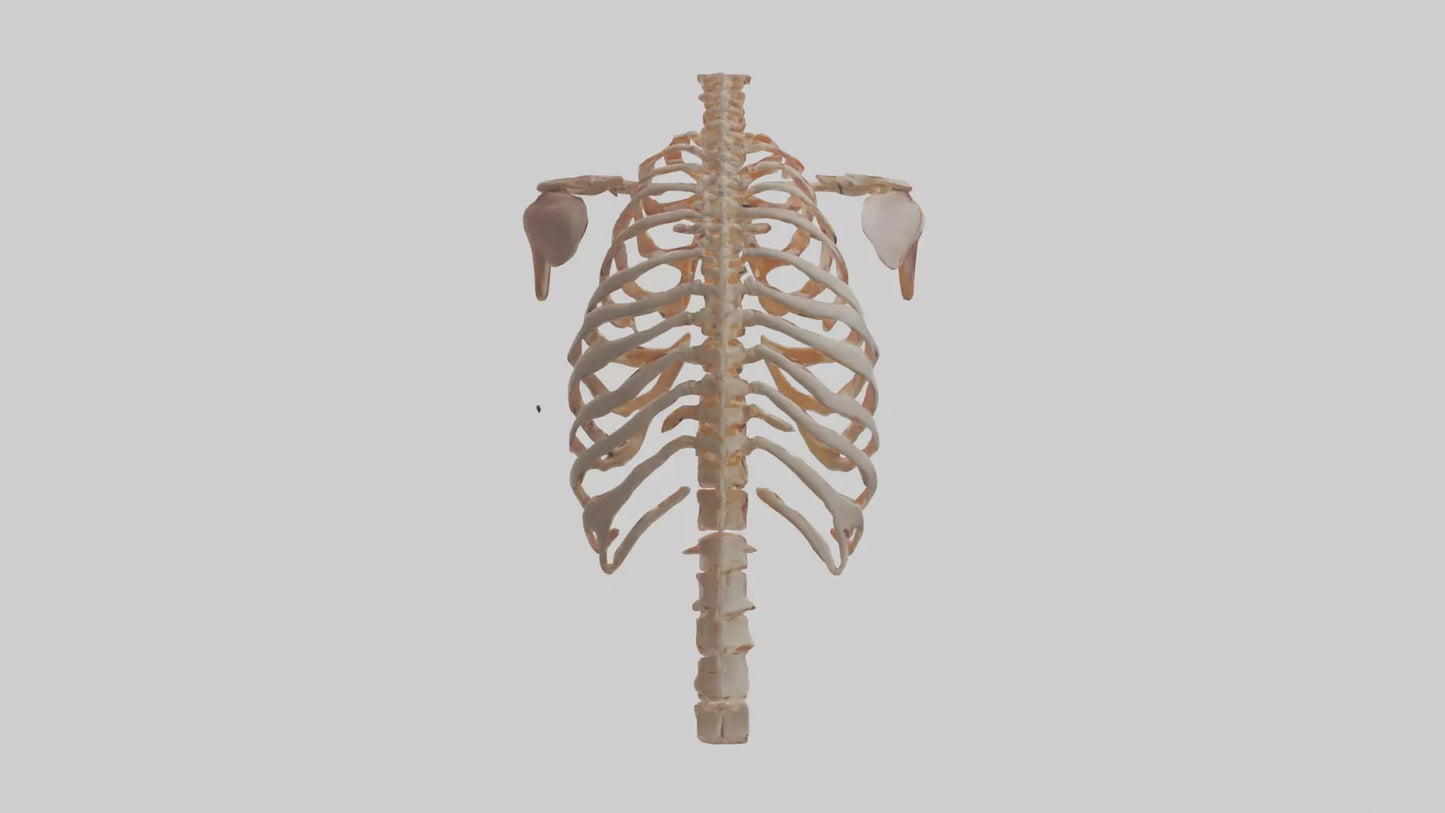 3D model Human Ribs Model VR / AR / low-poly