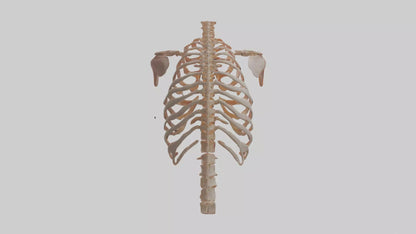 3D model Human Ribs Model VR / AR / low-poly