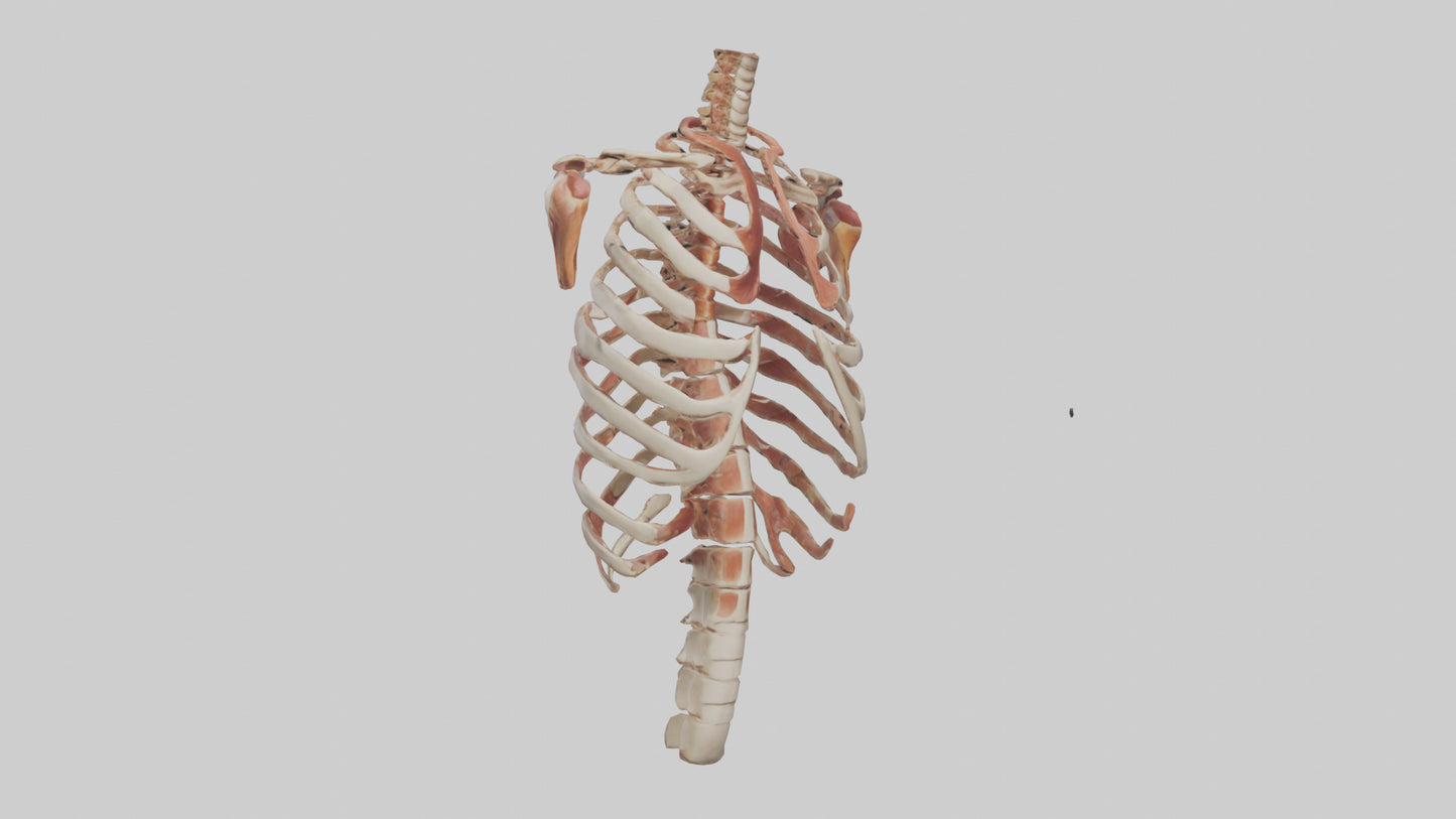3D model Human Ribs Model VR / AR / low-poly