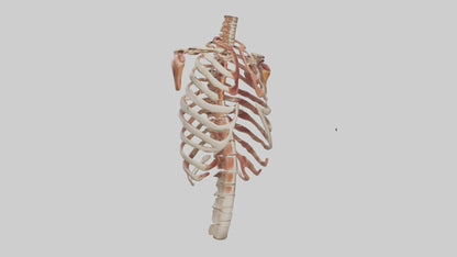 3D model Human Ribs Model VR / AR / low-poly