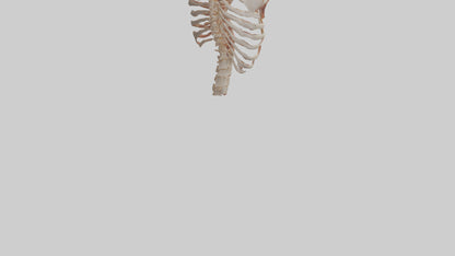 3D model Human Ribs Model VR / AR / low-poly