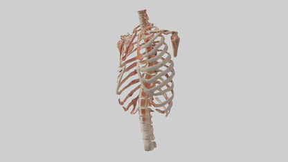 3D model Human Ribs Model VR / AR / low-poly