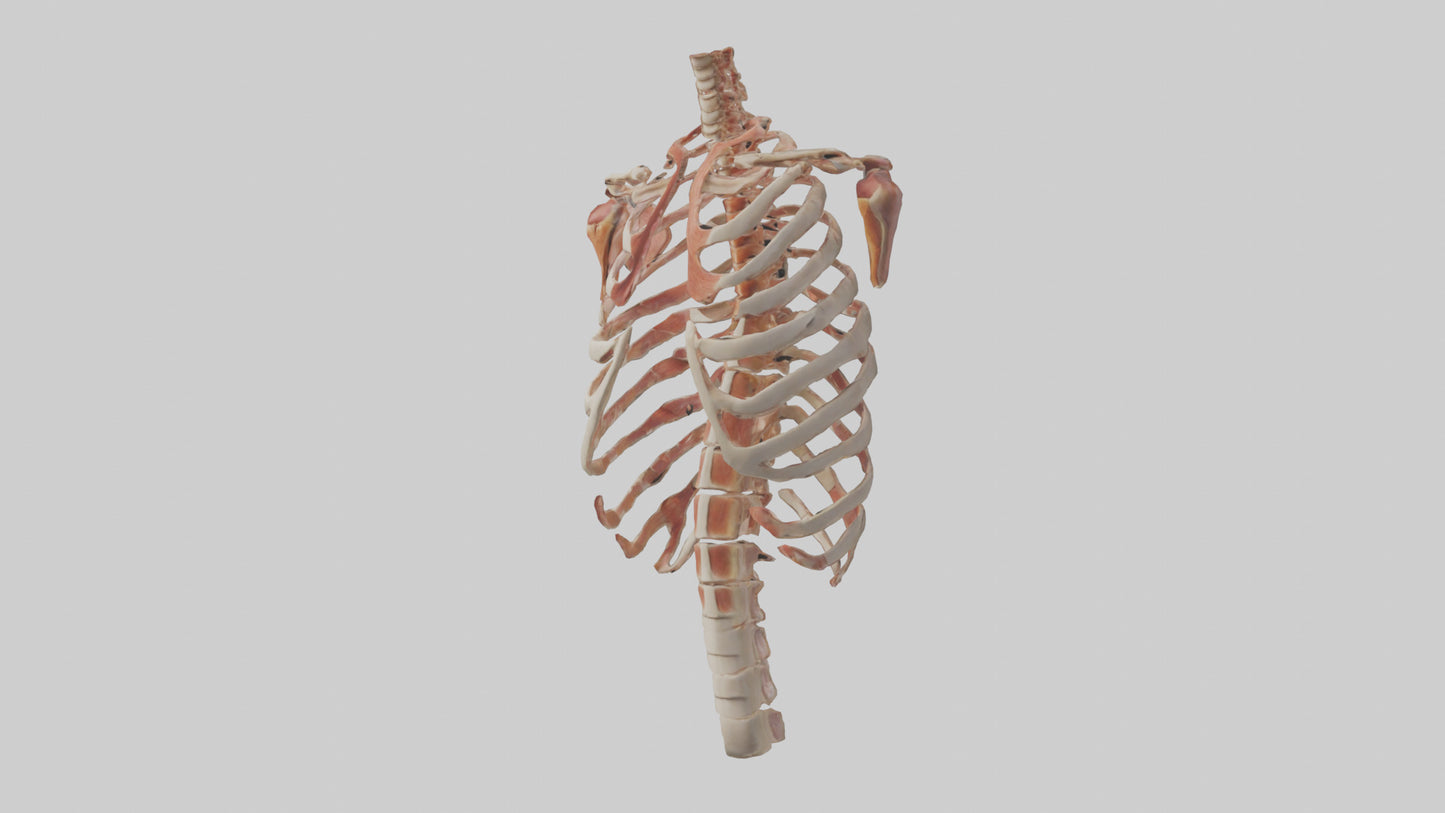3D model Human Ribs Model VR / AR / low-poly