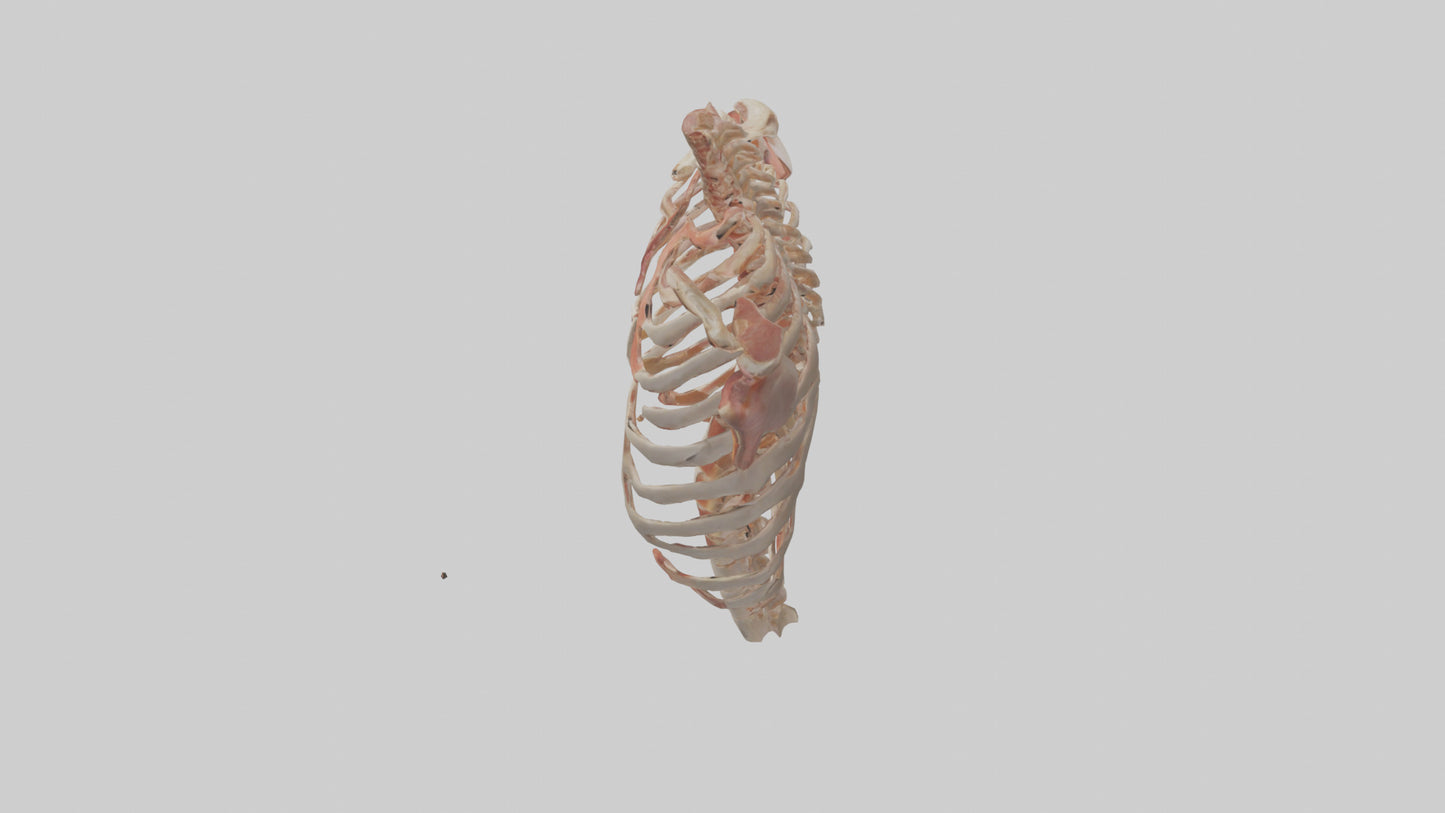 3D model Human Ribs Model VR / AR / low-poly