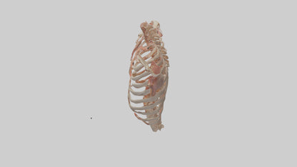 3D model Human Ribs Model VR / AR / low-poly