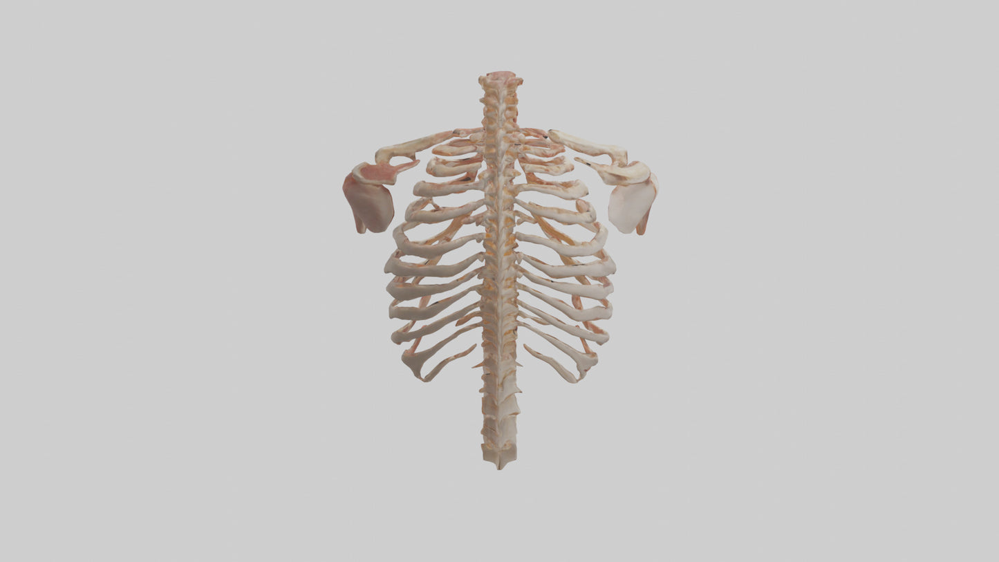 3D model Human Ribs Model VR / AR / low-poly