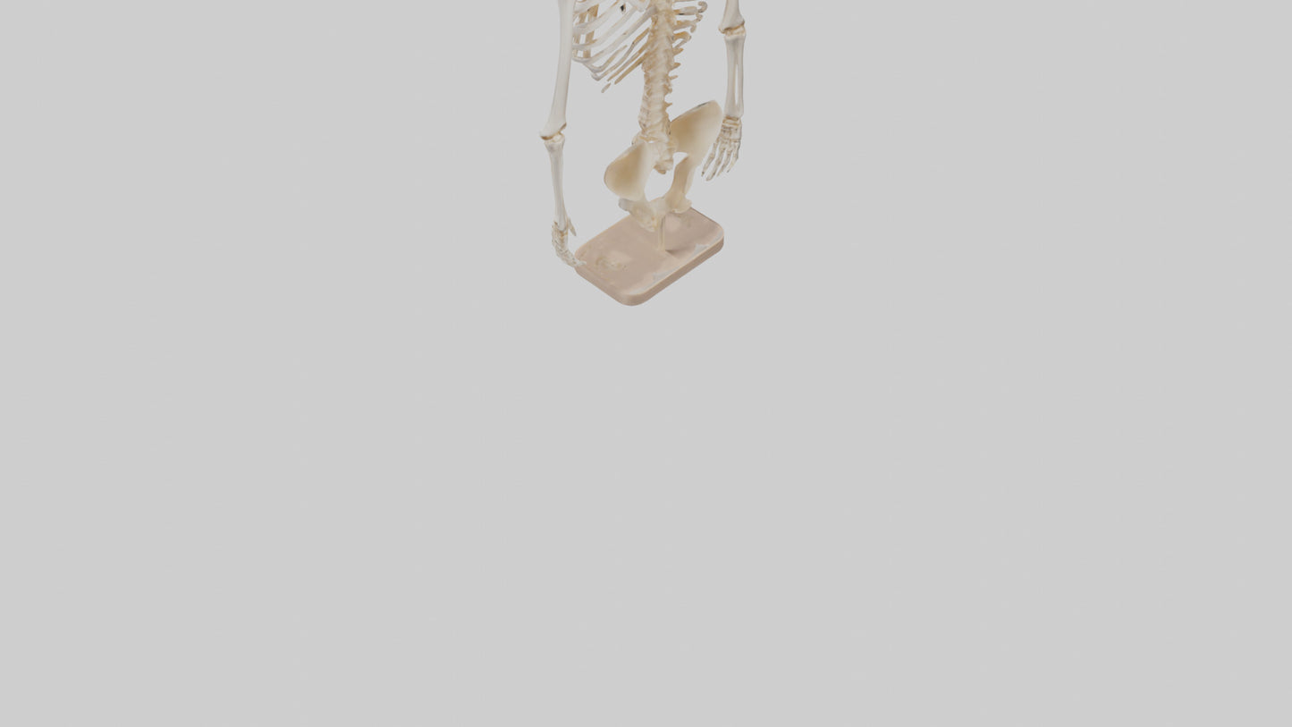 3D model Human Ribs Skeleton model VR / AR / low-poly