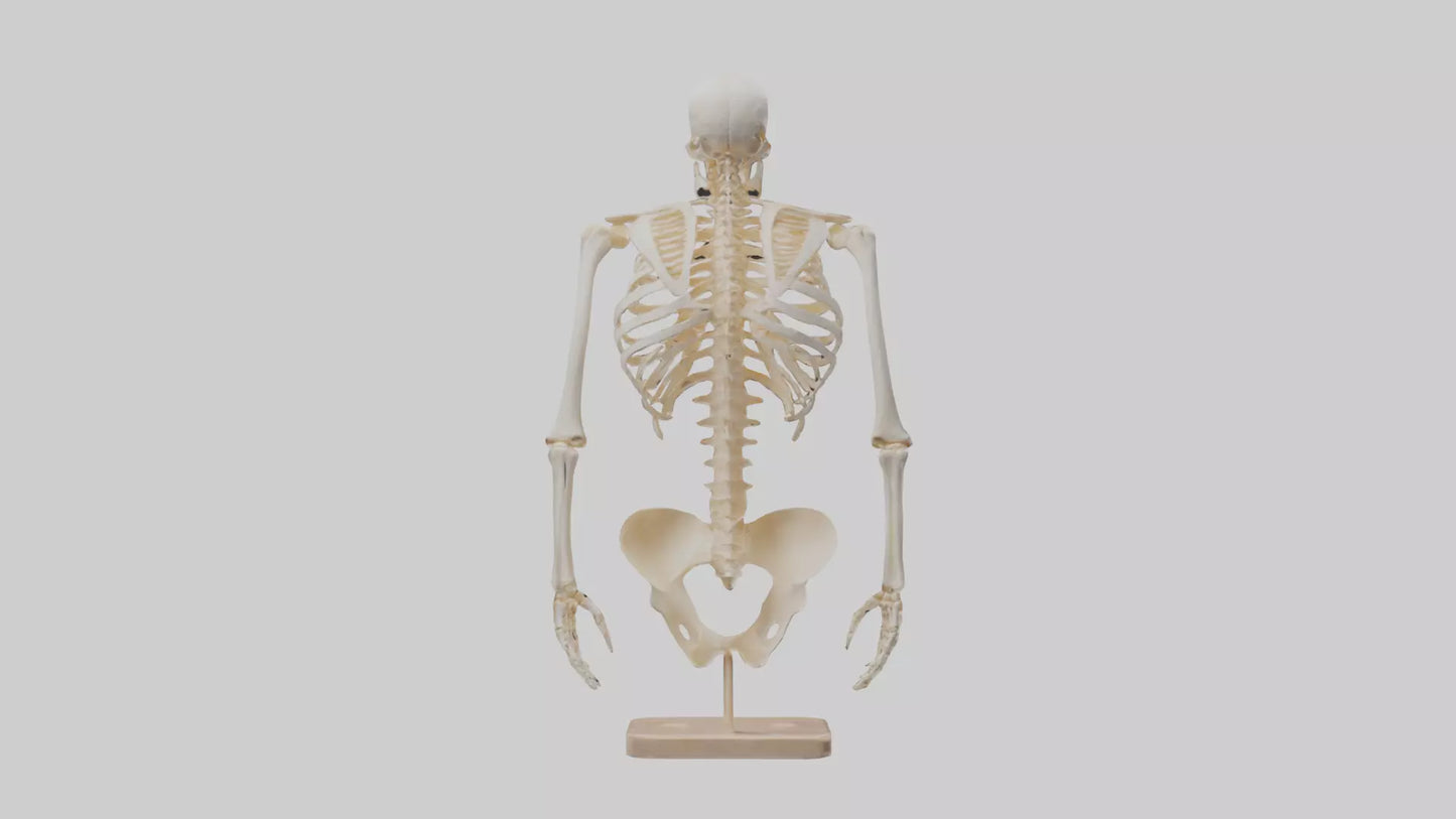 3D model Human Ribs Skeleton model VR / AR / low-poly
