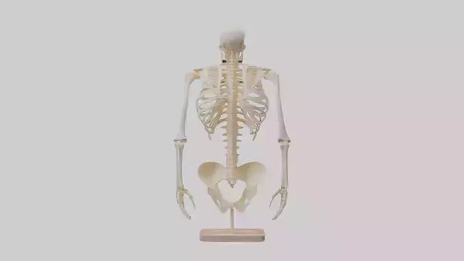 3D model Human Ribs Skeleton model VR / AR / low-poly
