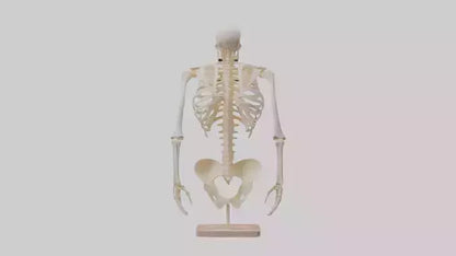 3D model Human Ribs Skeleton model VR / AR / low-poly