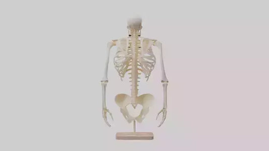 3D model Human Ribs Skeleton model VR / AR / low-poly