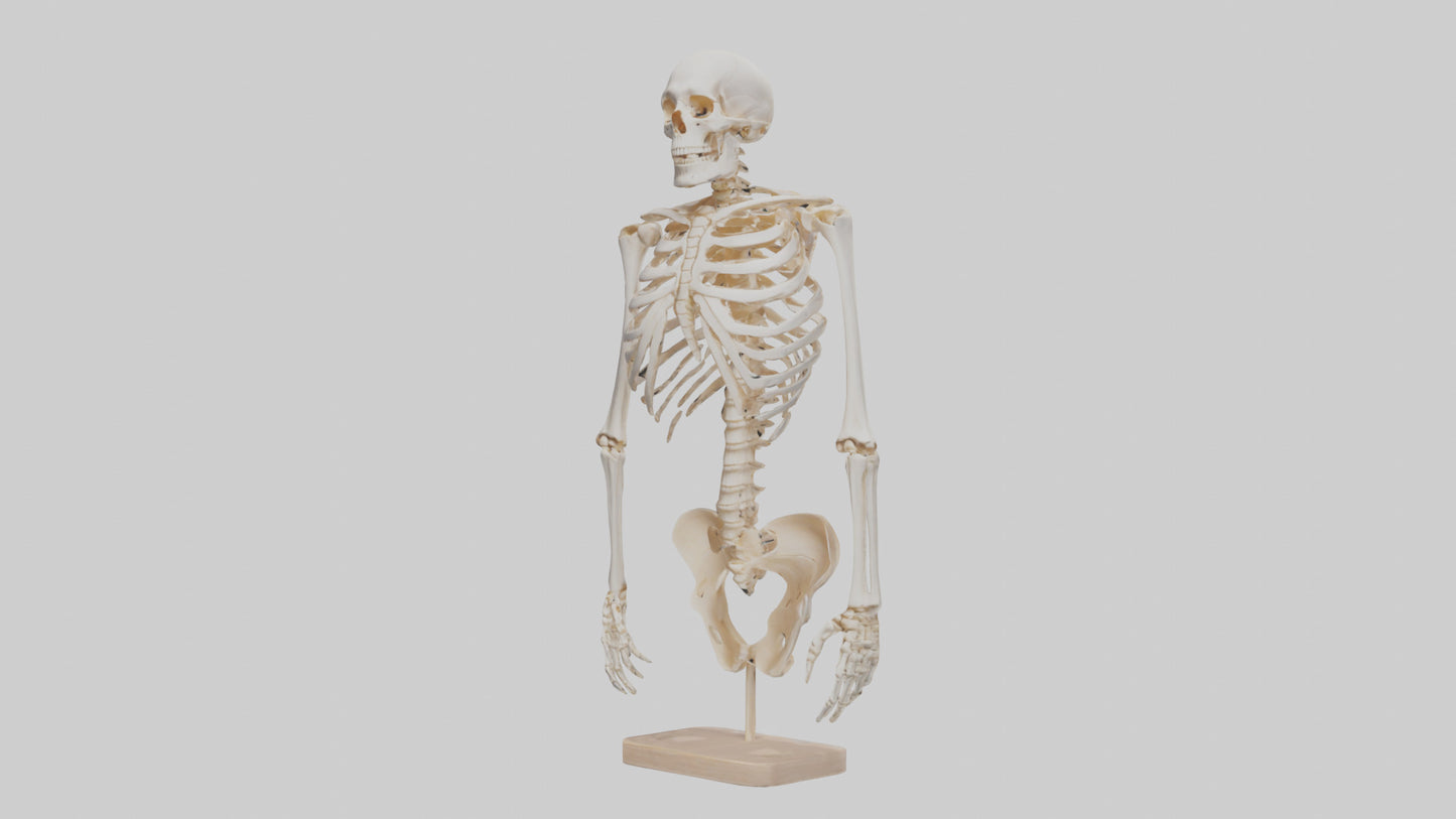3D model Human Ribs Skeleton model VR / AR / low-poly