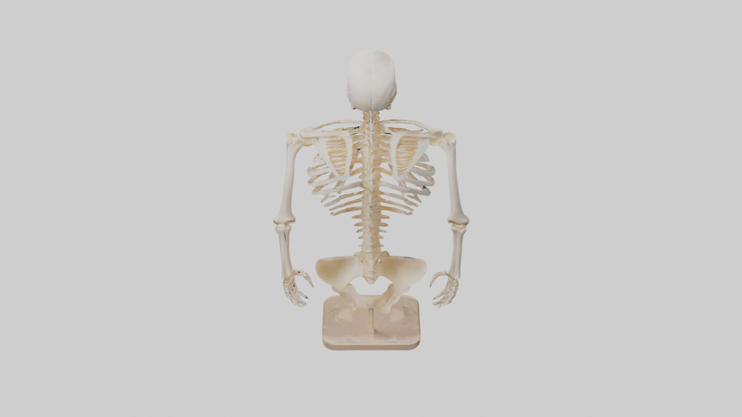 3D model Human Ribs Skeleton model VR / AR / low-poly