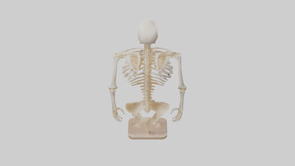 3D model Human Ribs Skeleton model VR / AR / low-poly