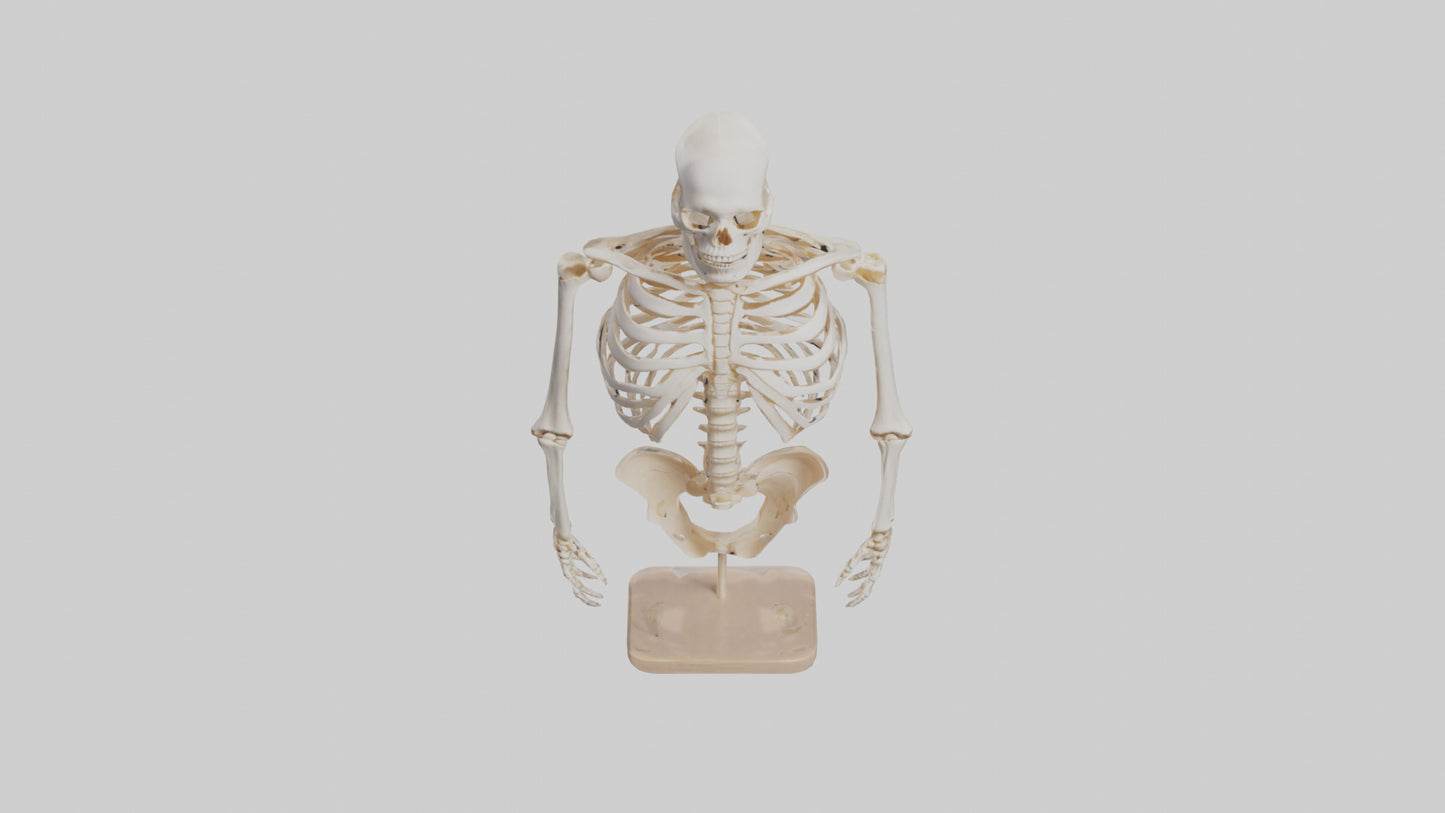 3D model Human Ribs Skeleton model VR / AR / low-poly