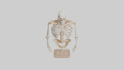 3D model Human Ribs Skeleton model VR / AR / low-poly