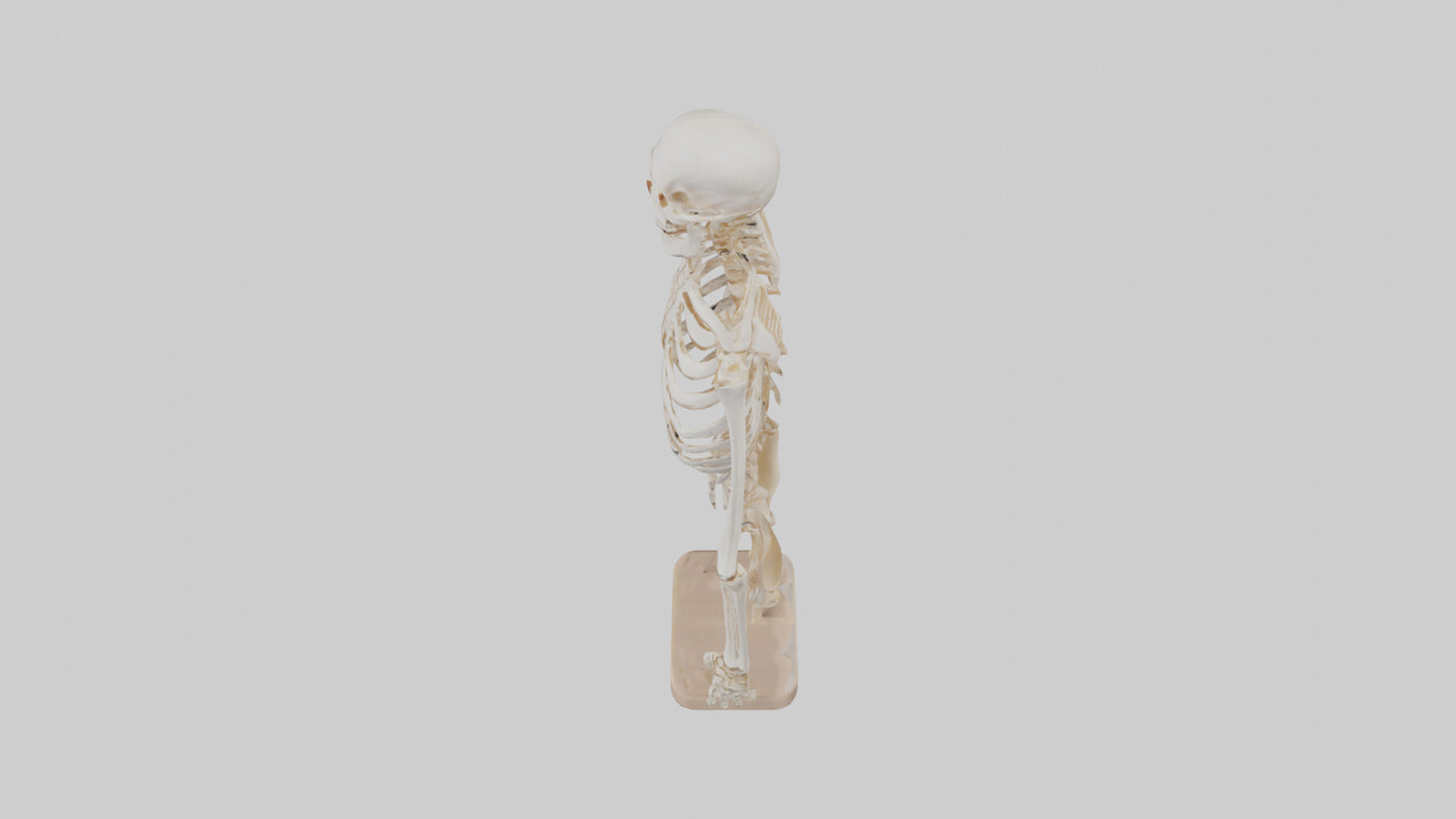 3D model Human Ribs Skeleton model VR / AR / low-poly
