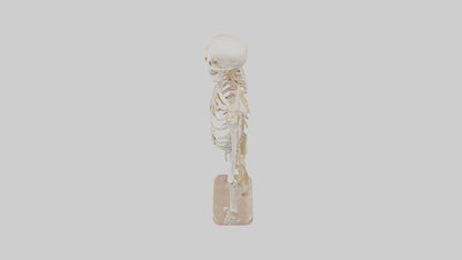 3D model Human Ribs Skeleton model VR / AR / low-poly