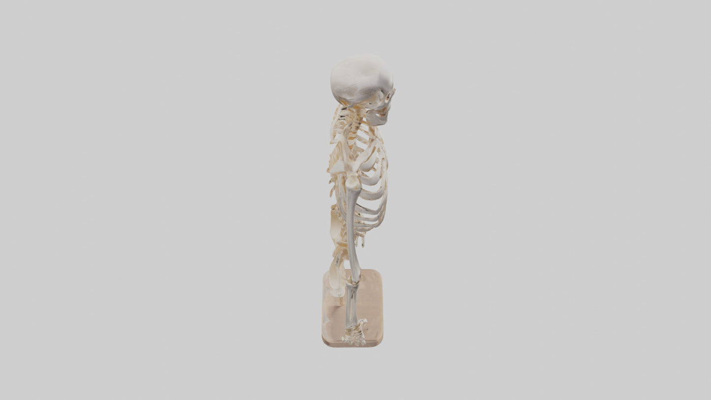 3D model Human Ribs Skeleton model VR / AR / low-poly