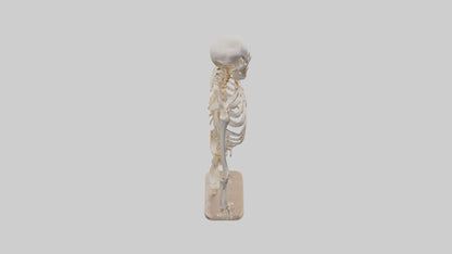 3D model Human Ribs Skeleton model VR / AR / low-poly