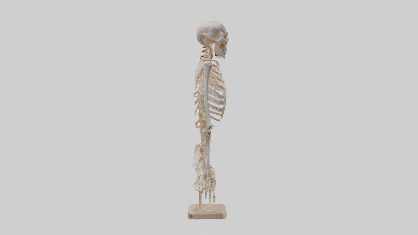 3D model Human Ribs Skeleton model VR / AR / low-poly