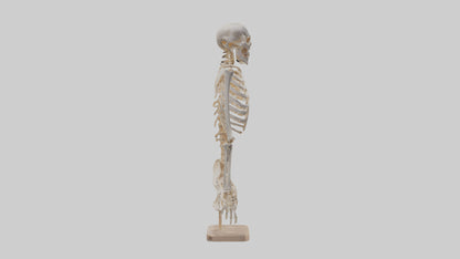 3D model Human Ribs Skeleton model VR / AR / low-poly
