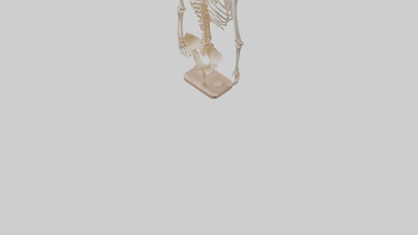 3D model Human Ribs Skeleton model VR / AR / low-poly