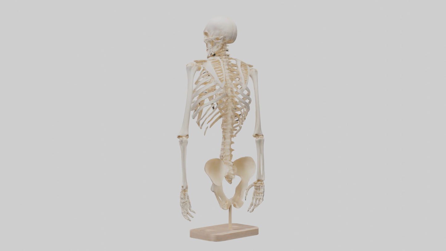 3D model Human Ribs Skeleton model VR / AR / low-poly