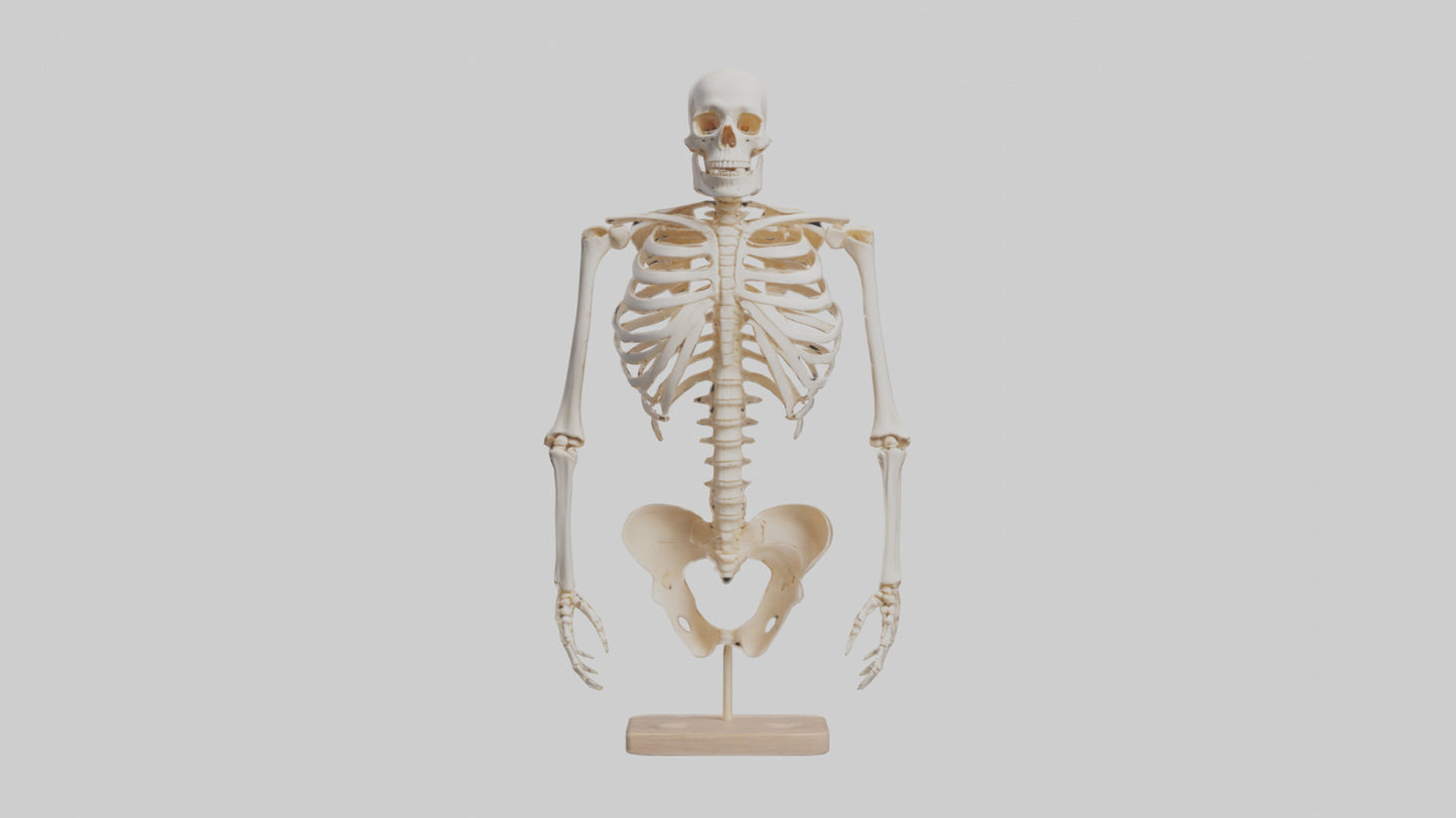3D model Human Ribs Skeleton model VR / AR / low-poly