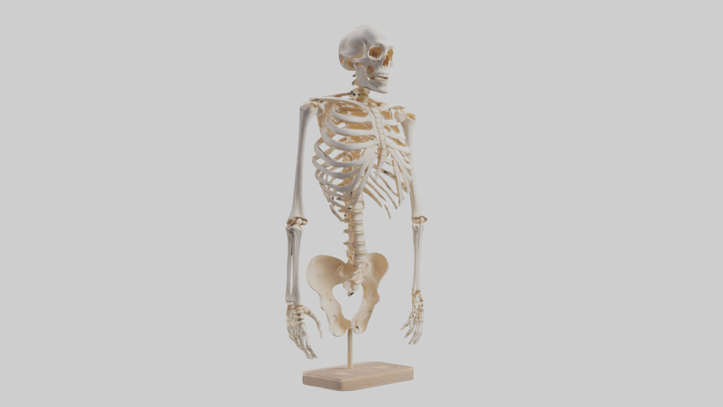 3D model Human Ribs Skeleton model VR / AR / low-poly