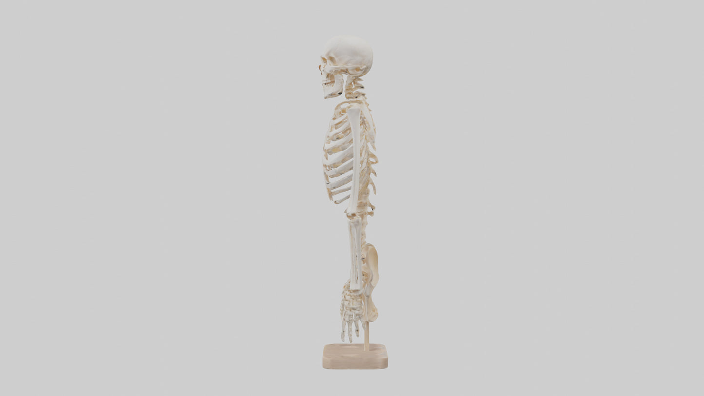 3D model Human Ribs Skeleton model VR / AR / low-poly