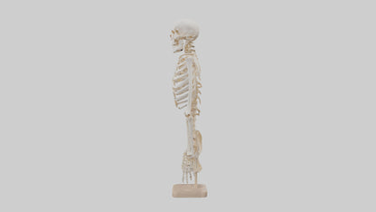 3D model Human Ribs Skeleton model VR / AR / low-poly