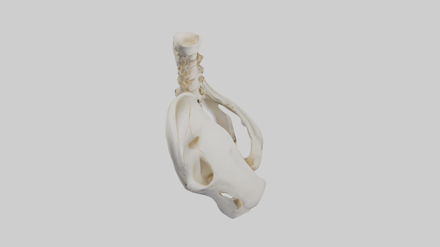 3D model Human Sacrum Skeleton model VR / AR / low-poly