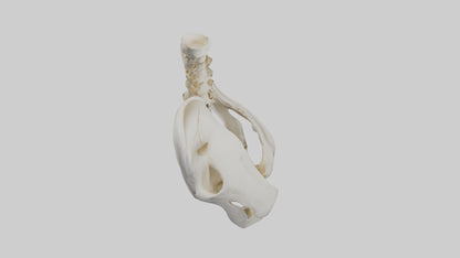 3D model Human Sacrum Skeleton model VR / AR / low-poly
