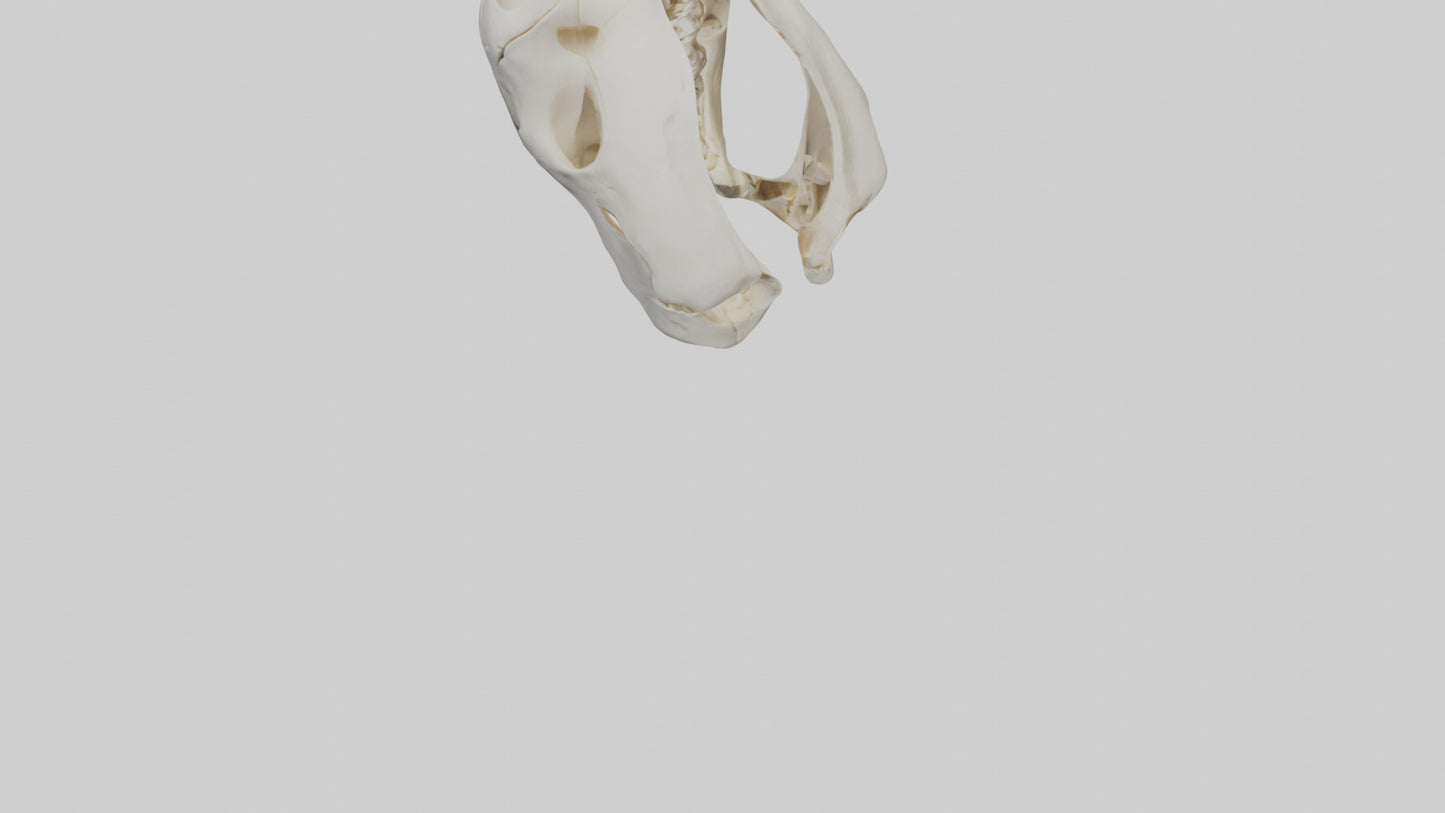 3D model Human Sacrum Skeleton model VR / AR / low-poly