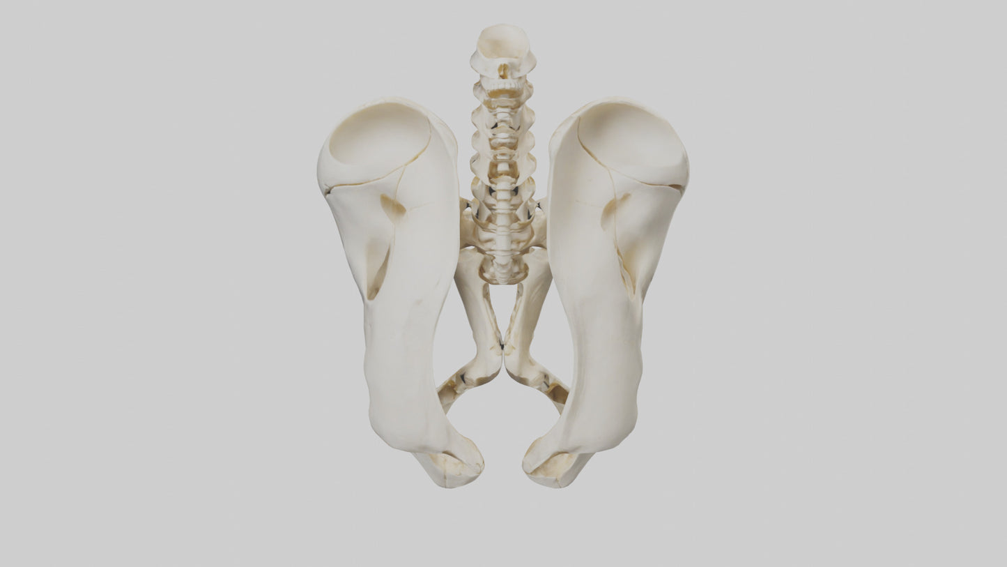3D model Human Sacrum Skeleton model VR / AR / low-poly