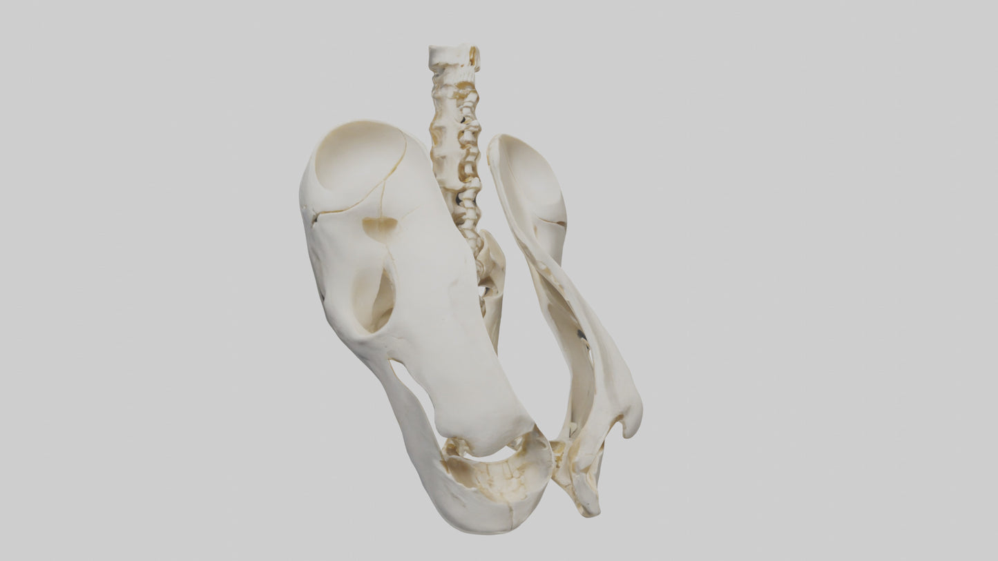 3D model Human Sacrum Skeleton model VR / AR / low-poly