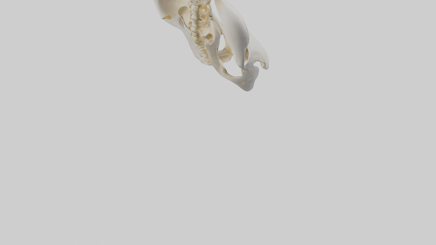 3D model Human Sacrum Skeleton model VR / AR / low-poly