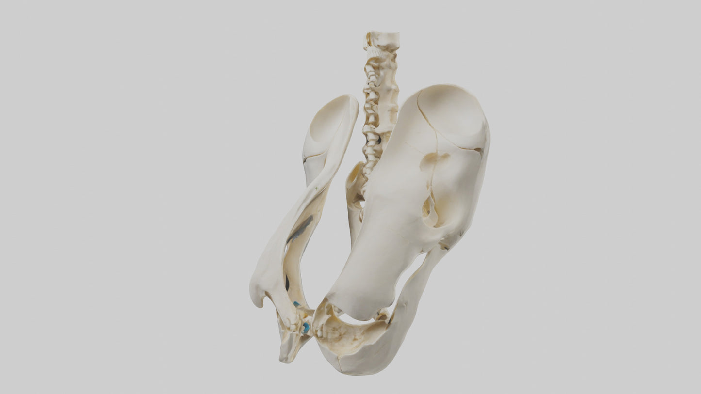 3D model Human Sacrum Skeleton model VR / AR / low-poly