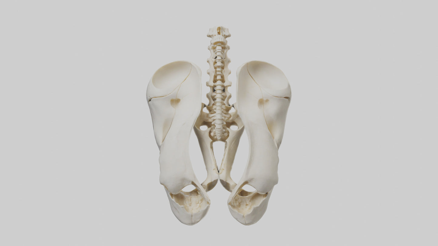 3D model Human Sacrum Skeleton model VR / AR / low-poly