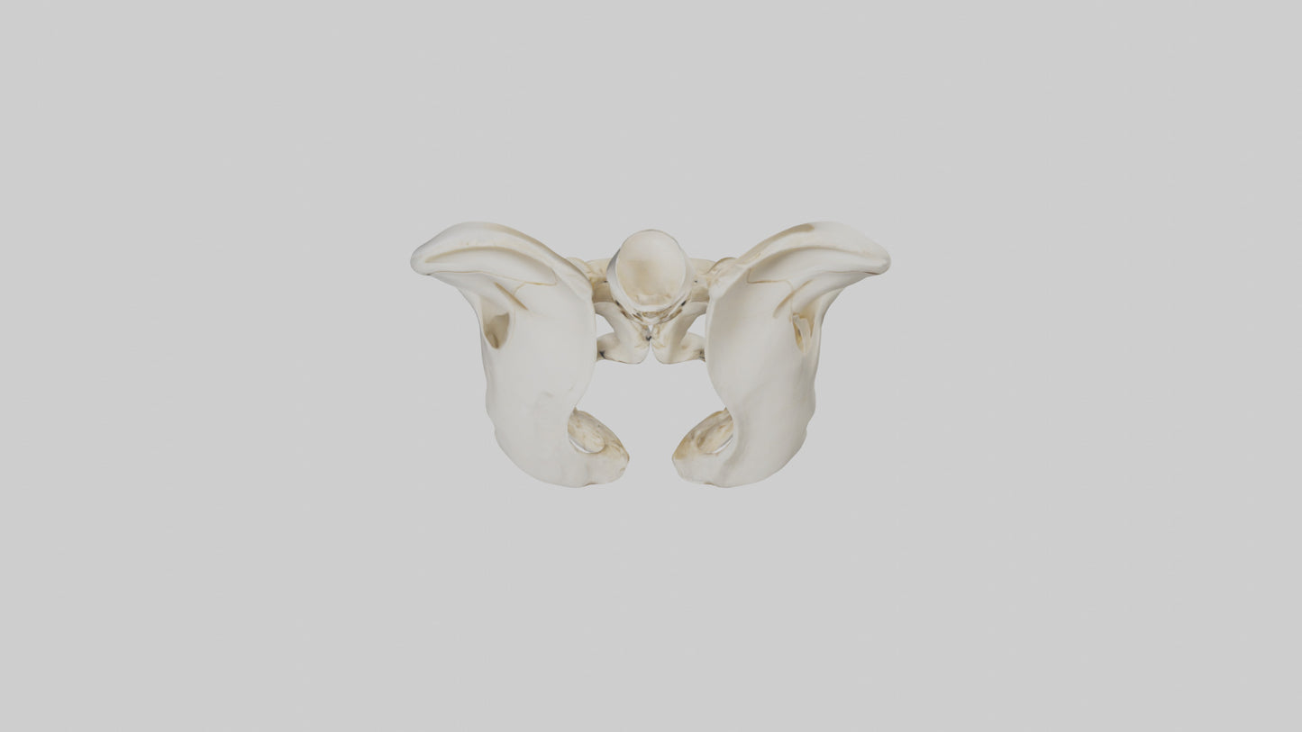 3D model Human Sacrum Skeleton model VR / AR / low-poly