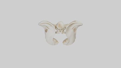 3D model Human Sacrum Skeleton model VR / AR / low-poly