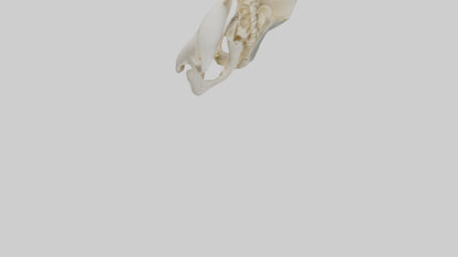 3D model Human Sacrum Skeleton model VR / AR / low-poly