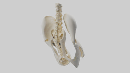 3D model Human Sacrum Skeleton model VR / AR / low-poly