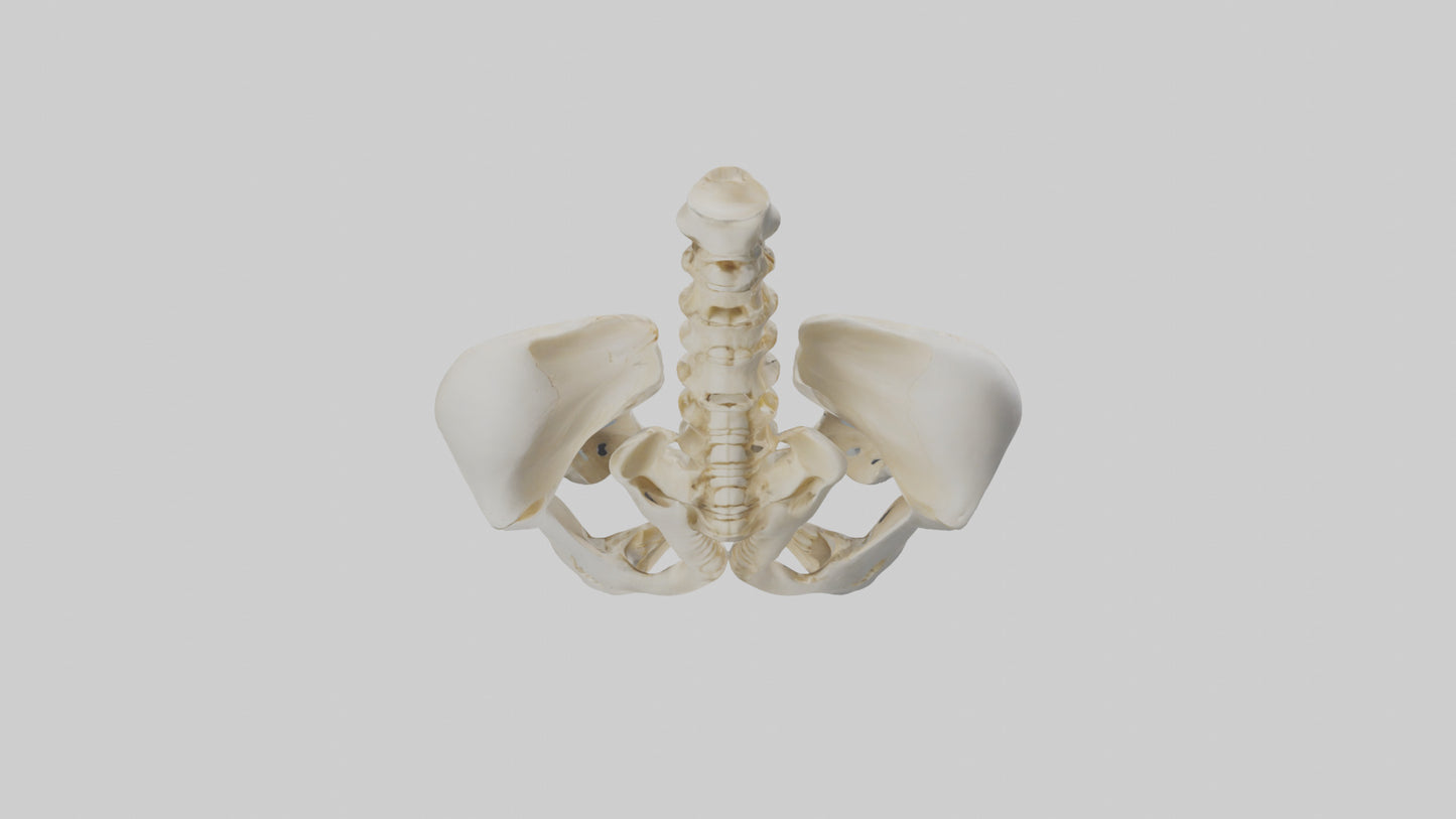 3D model Human Sacrum Skeleton model VR / AR / low-poly